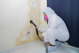 Best Mold Damage Restoration  in Dorneyville, PA